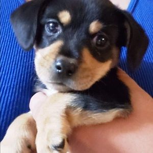 Meet your Posher, Lacey